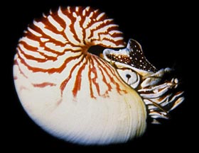 chambered-nautilus-swimming-se40
