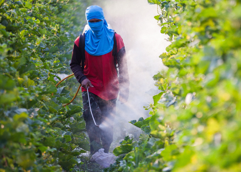 pesticides_spraying_2