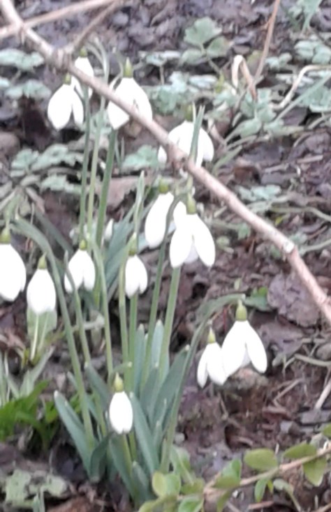20180126snow drops in Ireland