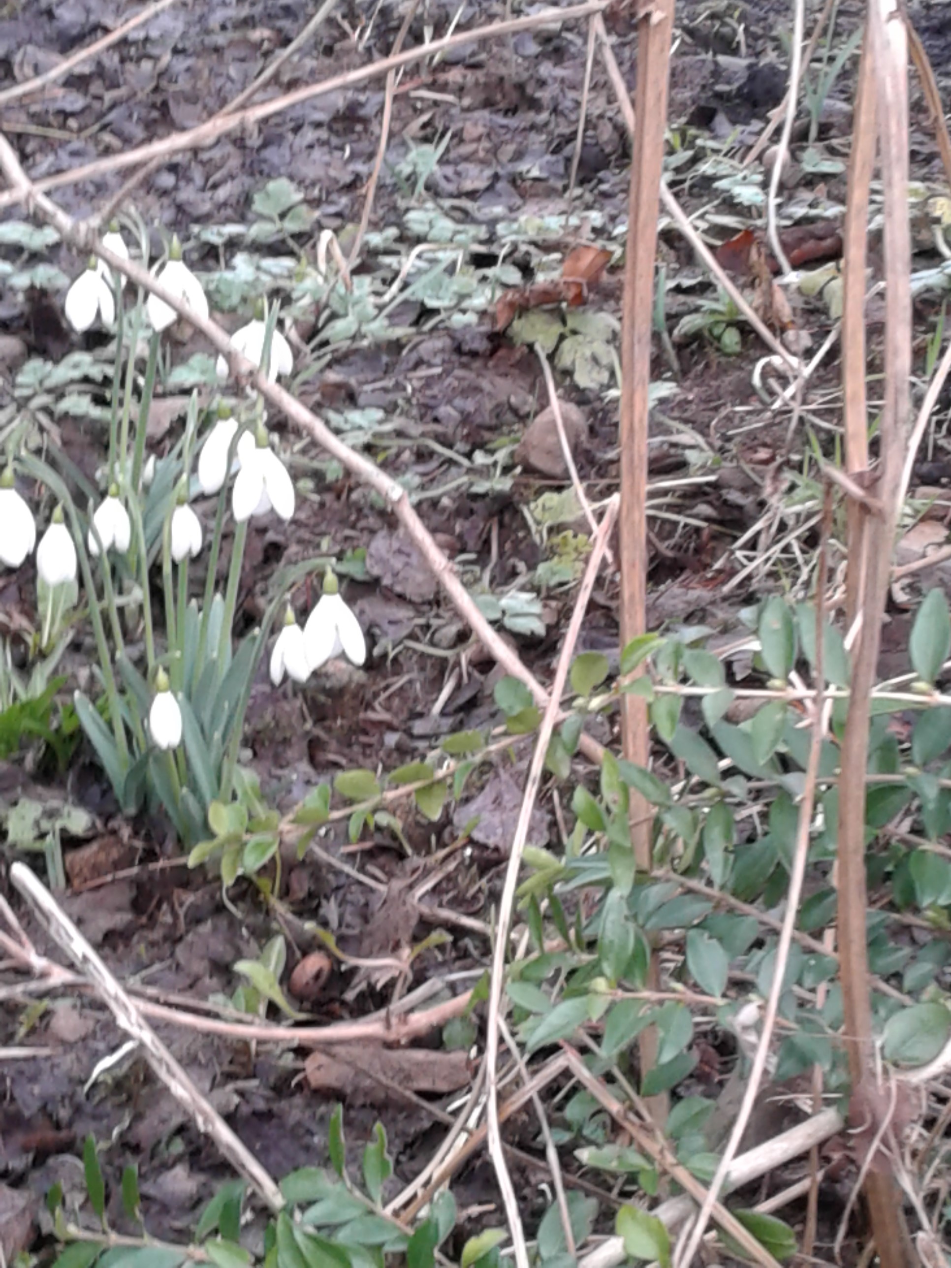 20180126snow drops in Ireland