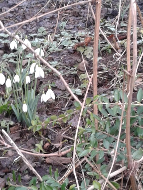 20180126snow drops in Ireland