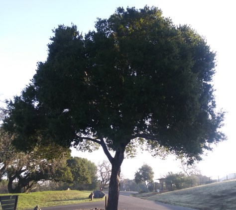 2020-02-01 tree at IONS on Brigid's Day